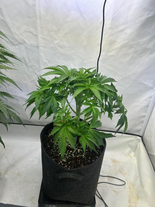 Auto Fume Pop. Week 5