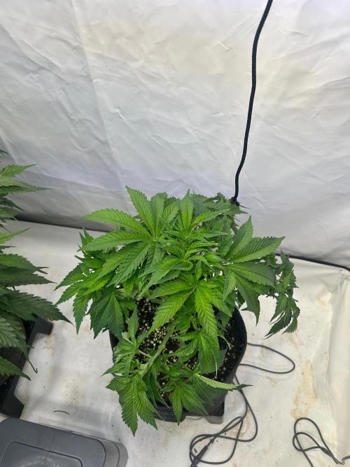 Auto Fume Pop. Week 5