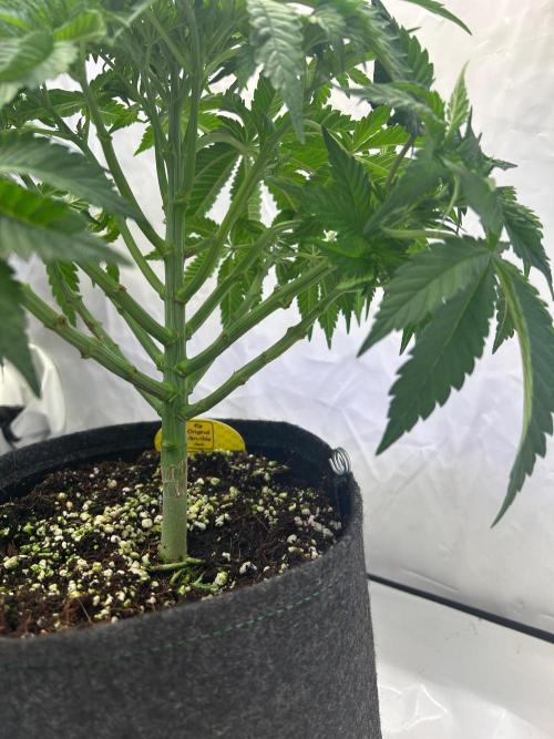 Auto Fume Pop. Week 5