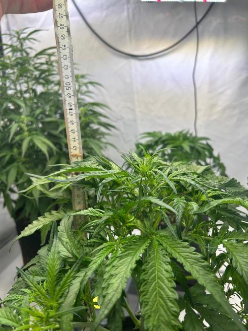 Auto Fume Pop. Week 5