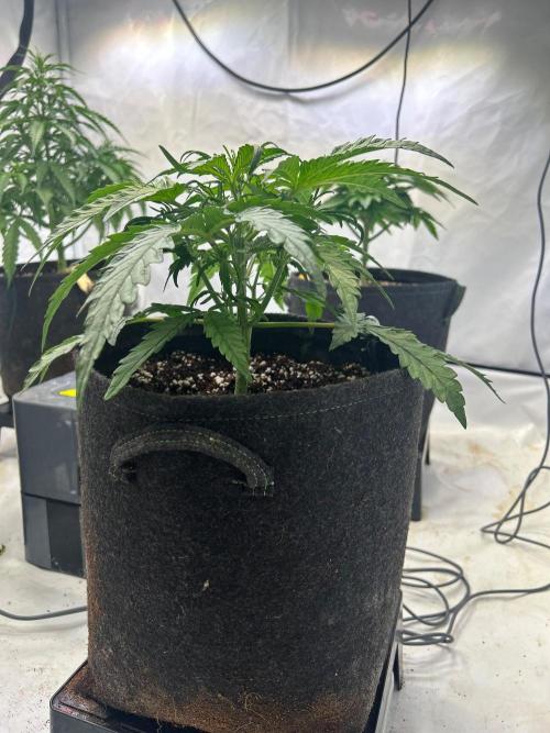 Auto fat Pete. Week 5