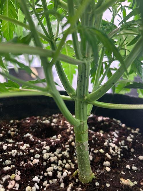 Auto fat Pete. Week 5