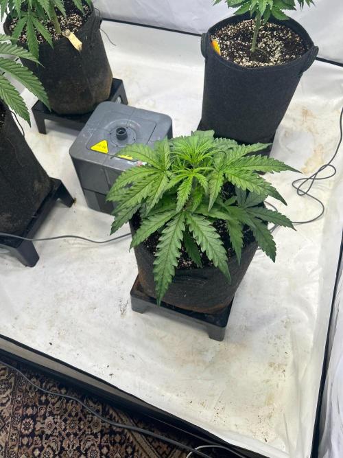 Auto fat Pete. Week 5