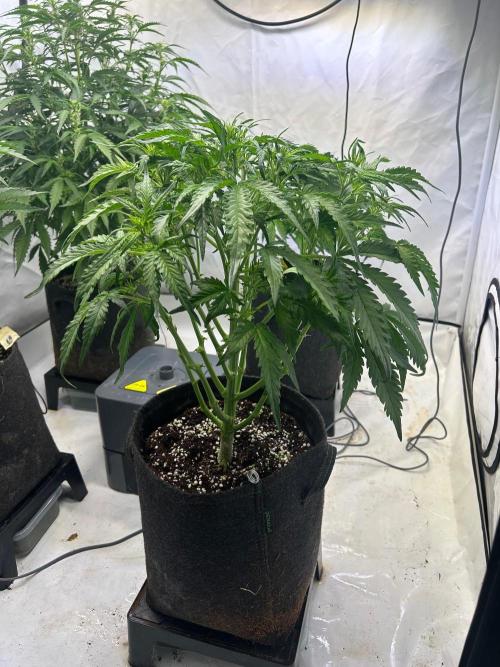 Auto fat Pete. Week 5