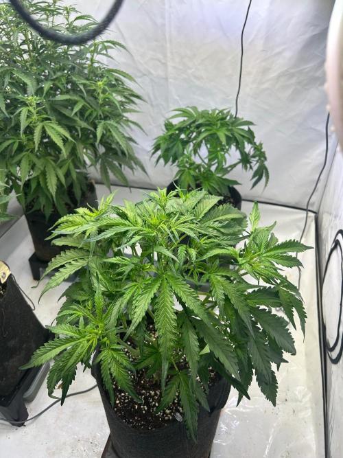 Auto fat Pete. Week 5