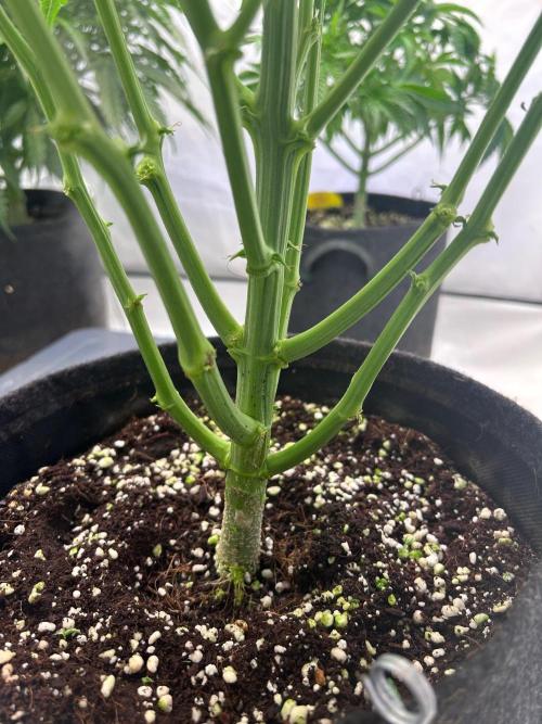 Auto fat Pete. Week 5