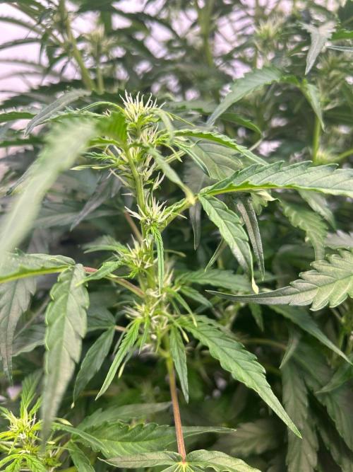 A F27 Auto Strong THC & Heavy terps. Week 6