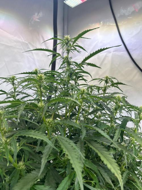 A F27 Auto Strong THC & Heavy terps. Week 6