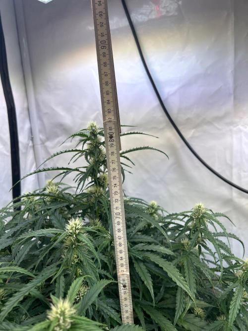 A F27 Auto Strong THC & Heavy terps. Week 6