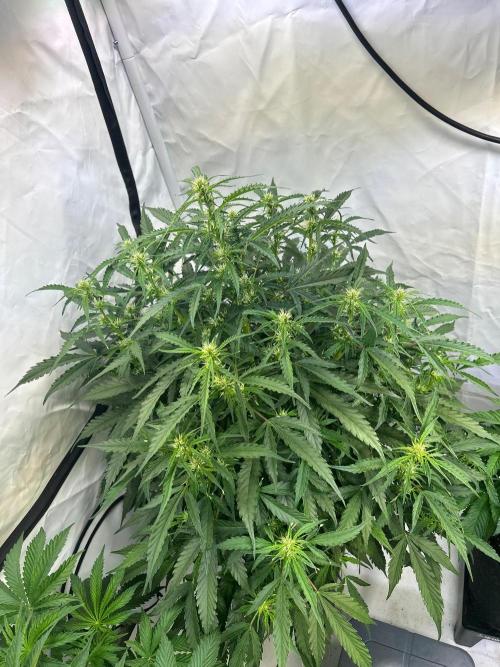 A F27 Auto Strong THC & Heavy terps. Week 6