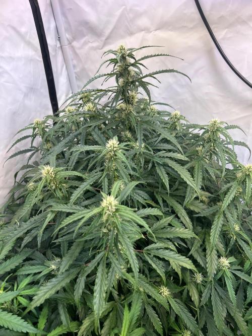 A F27 Auto Strong THC & Heavy terps. Week 6