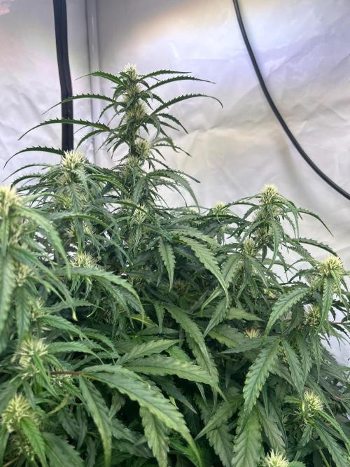 A F27 Auto Strong THC & Heavy terps. Week 6
