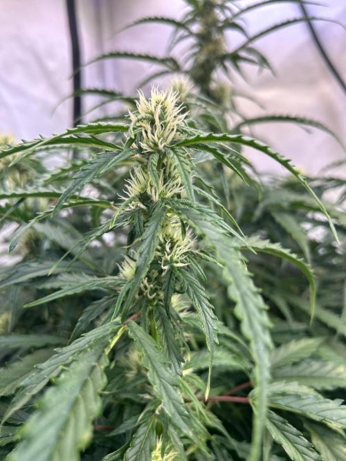 A F27 Auto Strong THC & Heavy terps. Week 6