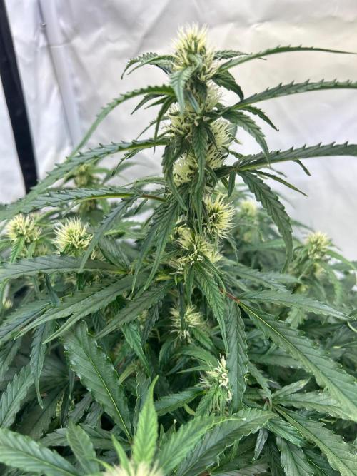 A F27 Auto Strong THC & Heavy terps. Week 6