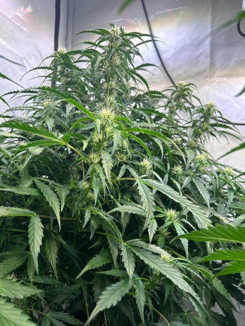 A F27 Auto Strong THC & Heavy terps. Week 6