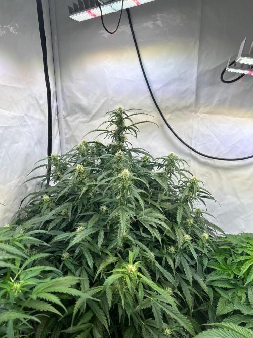 F27 Auto Strong THC & Heavy terps . Week 6