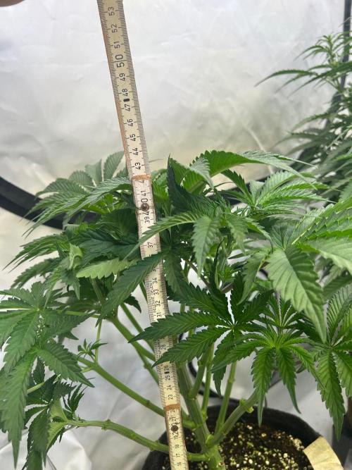 FumePop Auto. Week 5