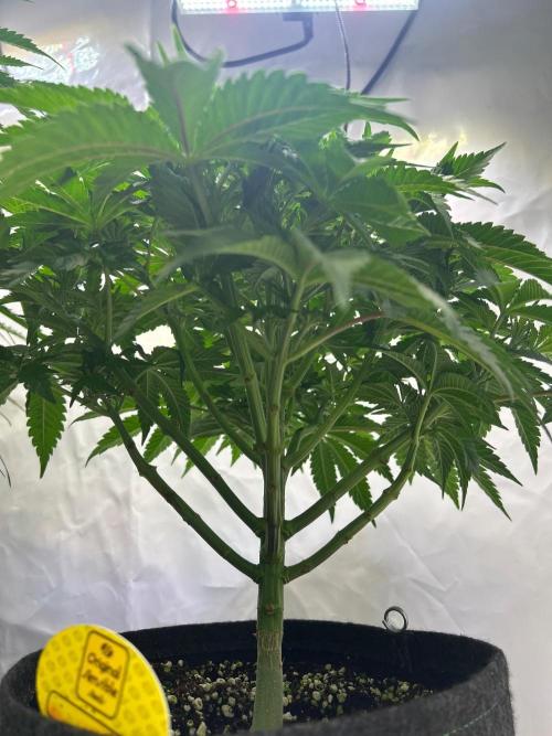 Auto Fume Pop. Week 6