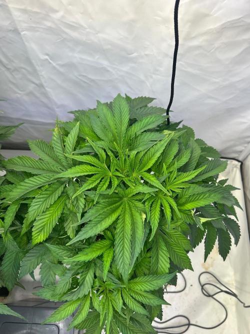 Auto Fume Pop. Week 6