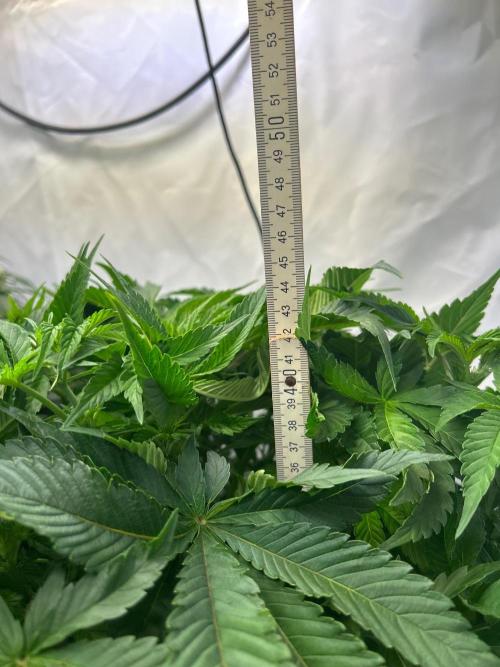 Auto Fume Pop. Week 6