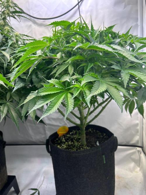 Auto Fume Pop. Week 6