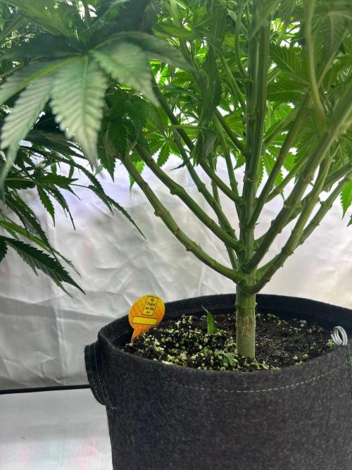 Auto Fume Pop. Week 6