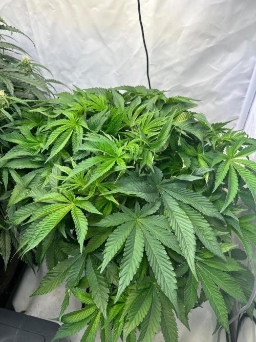 FumePop Auto. Week 6