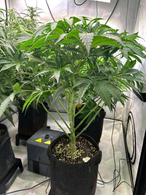 B F27 Auto ‚Strong And Heavy. Week 6