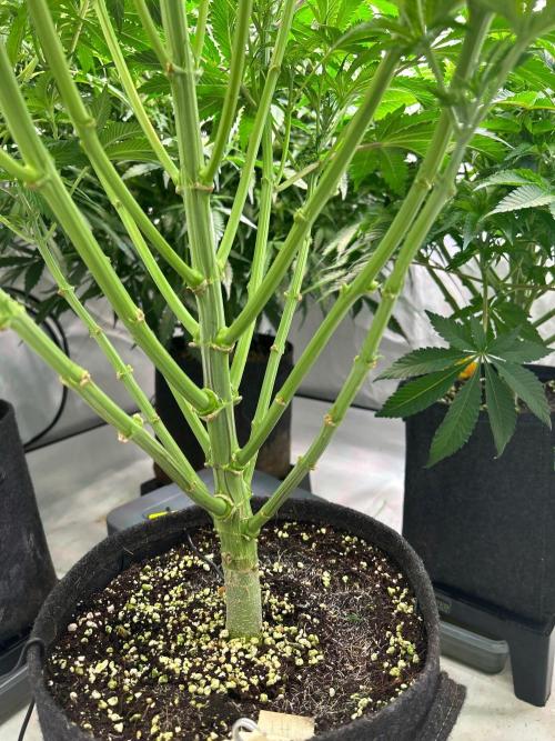 B F27 Auto ‚Strong And Heavy. Week 6