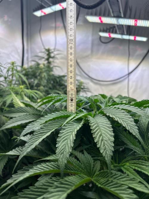B F27 Auto ‚Strong And Heavy. Week 6