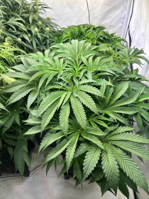 B F27 Auto ‚Strong And Heavy. Week 6