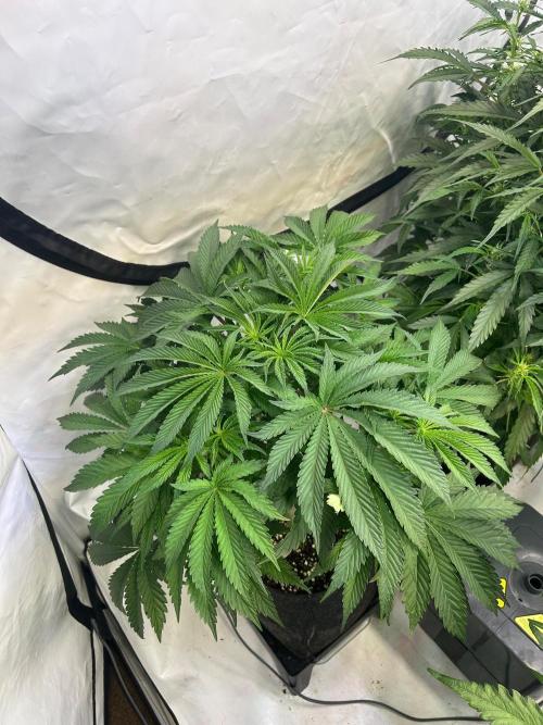 B F27 Auto ‚Strong And Heavy. Week 6