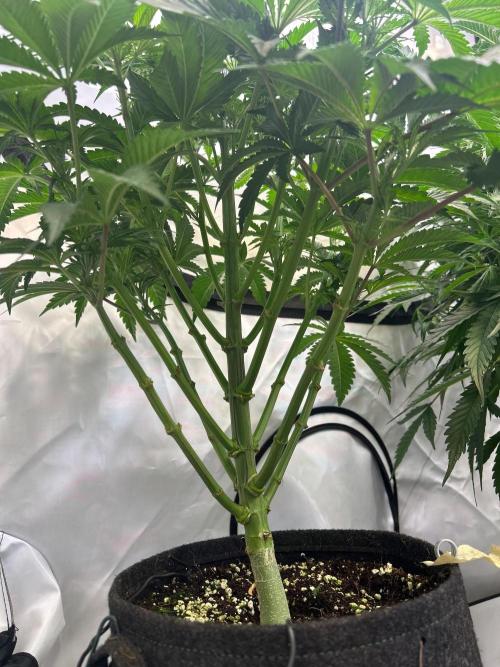 B F27 Auto ‚Strong And Heavy. Week 6