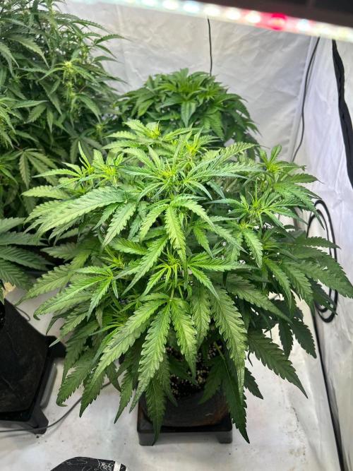 Auto fat Pete. Week 6