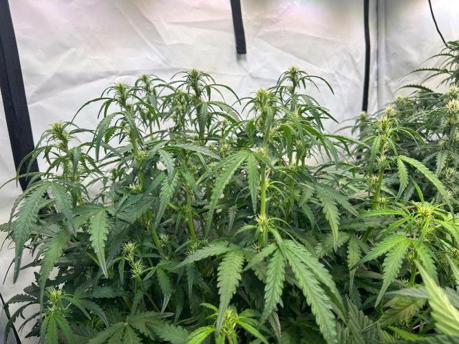 Auto fat Pete. Week 6