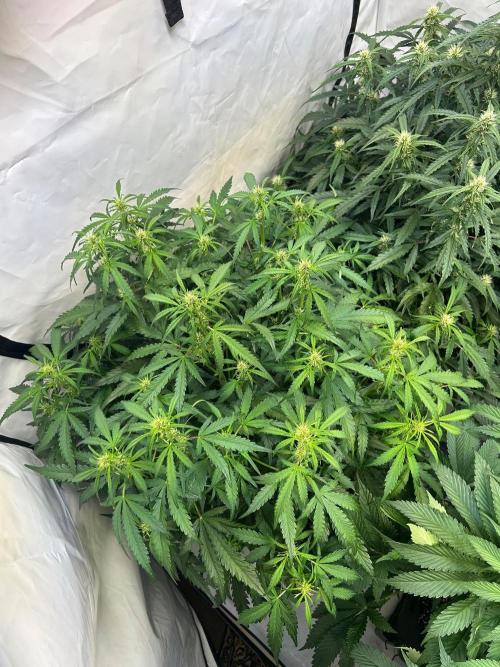 Auto fat Pete. Week 6