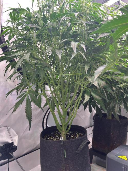 Auto fat Pete. Week 6