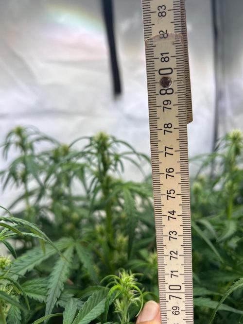 Auto fat Pete. Week 6