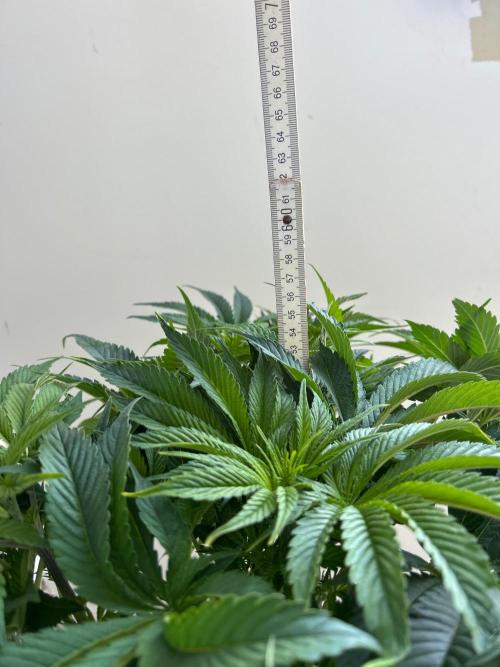 FumePop Auto. Week 7