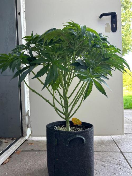 Auto Fume Pop. Week 7