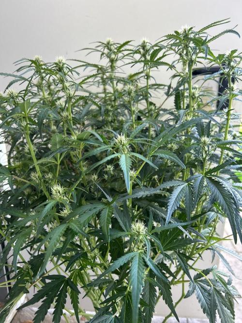 Auto fat Pete. Week 7