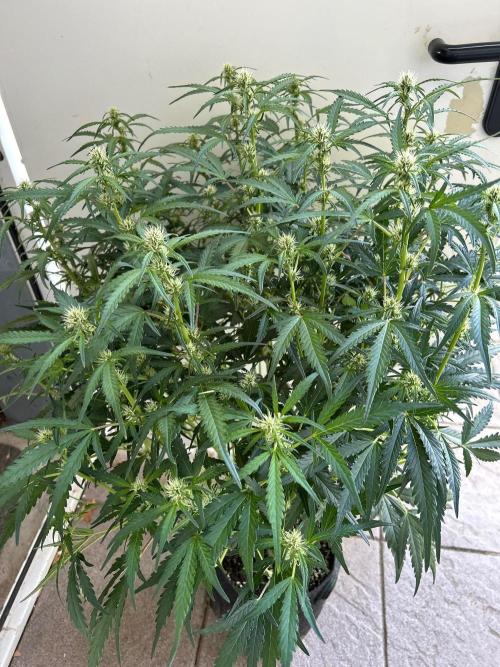 Auto fat Pete. Week 7