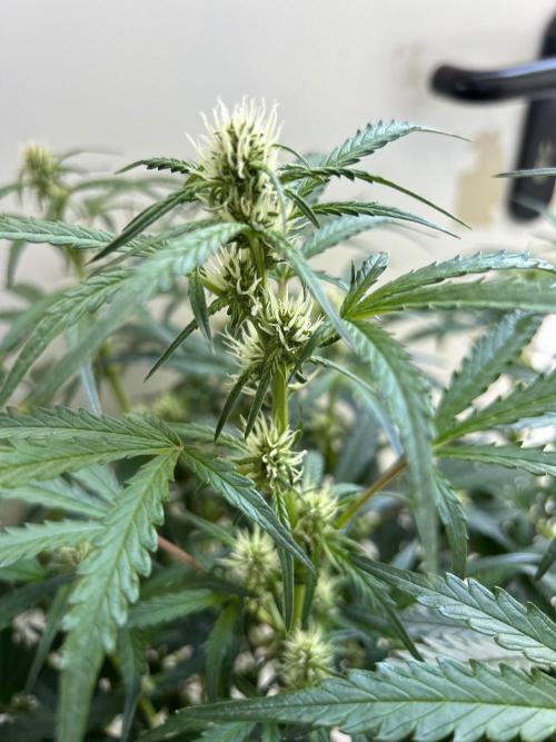 Auto fat Pete. Week 7