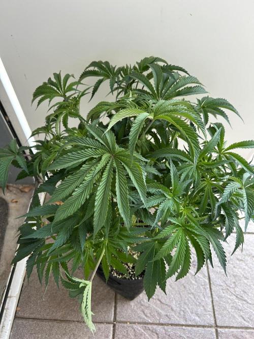 B F27 Auto ‚Strong And Heavy. Week 7