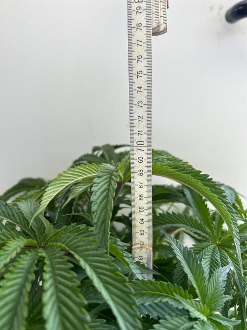 B F27 Auto ‚Strong And Heavy. Week 7