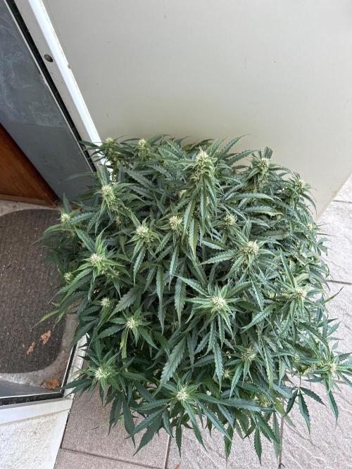 A F27 Auto Strong THC & Heavy terps. Week 7