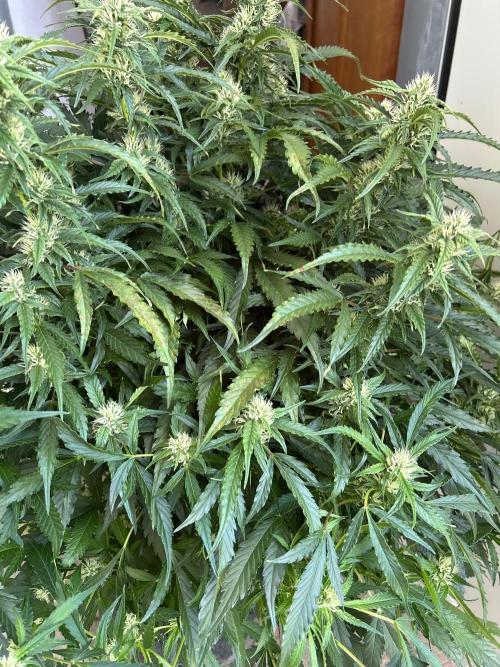 A F27 Auto Strong THC & Heavy terps. Week 7