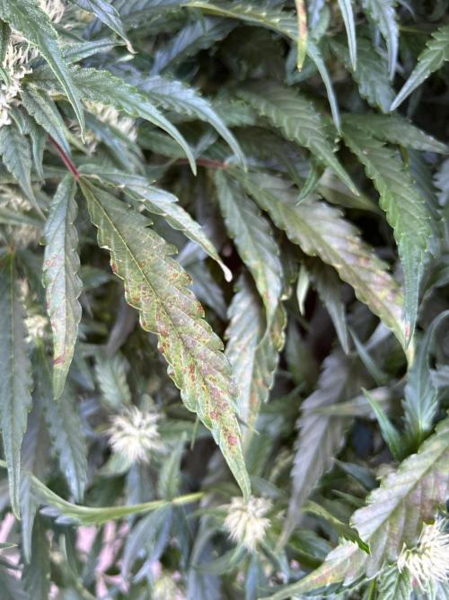 A F27 Auto Strong THC & Heavy terps. Week 7