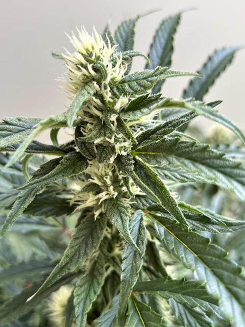 A F27 Auto Strong THC & Heavy terps. Week 7