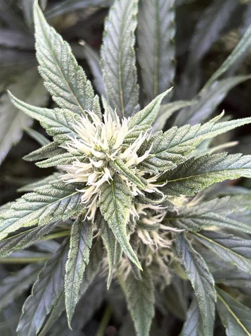 A F27 Auto Strong THC & Heavy terps. Week 7
